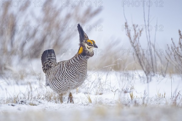 Greater Prairie Chicken (Tympanuchus cupido) male, Colorado, USA