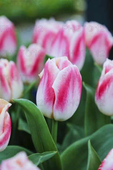 Gönningen tulip blossom, tulips (Tulipa), flowers, white, red, two-coloured blossoms, spring bloomers, bulbous flower genus, old tradition, custom, custom, tulip show, Tulip Sunday at the foot of the Swabian Alb, Gönningen, Reutlingen district, Baden-Württemberg, Germany