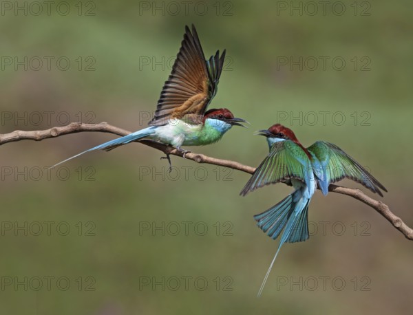 Blue-throated Bee-eater (Merops viridis), Malaysia