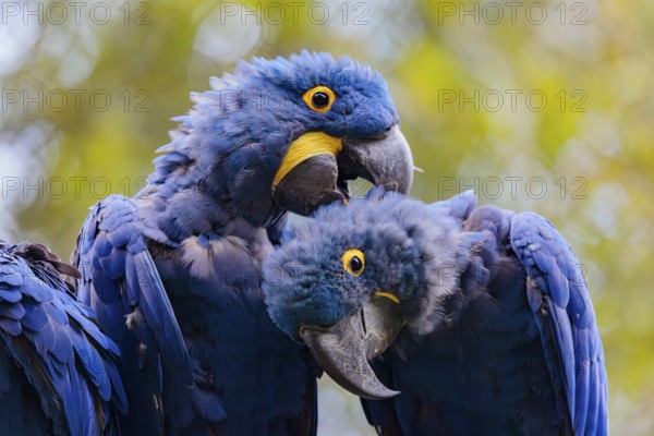 Two hyacinth macaws (Anodorhynchus hyacinthinus) sit on a dead branch at the edge of the forest and groom each other. Central and eastern South America