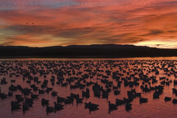 Snow Goose (Anser caerulescens), New Mexico, USA