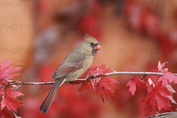 Northern Cardinal (Cardinalis cardinalis) female, Ohio, USA