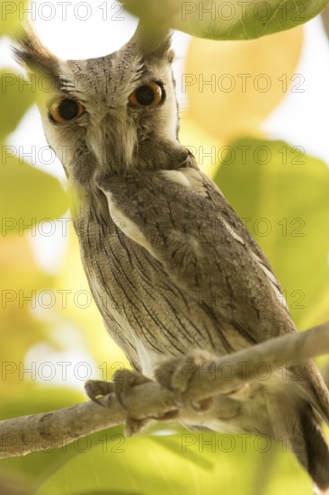 Northern White-faced Owl (Ptilopsis leucotis), Gambia