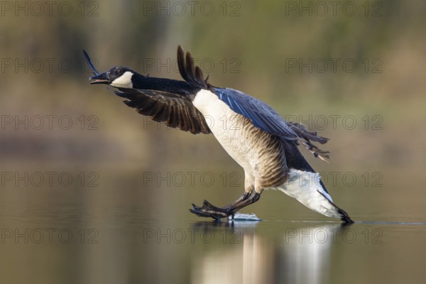 Canada Goose (Branta canadensis) landing, North Rhine-Westphalia, Germany