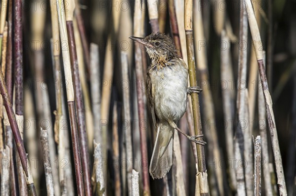 Great Reed Warbler (Acrocephalus arundinaceus) juvenile perched in reedbed, Mecklenburg-Western Pomerania, Germany