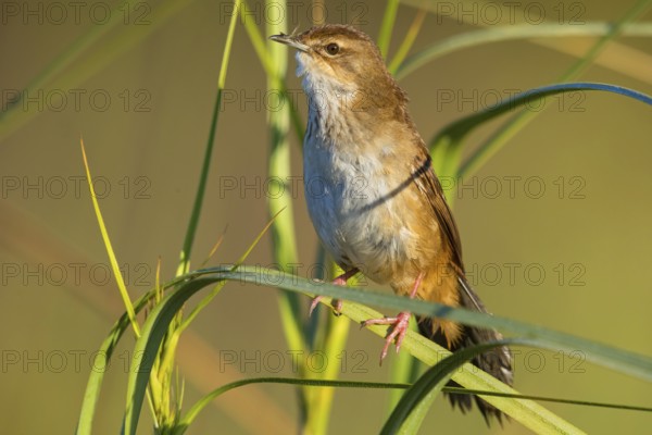 African Bush Warbler, Bradyperus baboecala, Little Rush Warbler, Little Rush Warbler, Mégalure caqueteuse, Zarzalero charlatán, Garden Route National Park - Wil, Wilderness, Western Cape, South Africa