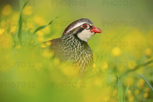 A close-up of a red-legged partridge nestled among vibrant yellow flowers The bird's striking red beak and eye stand out, surrounded by lush greenery