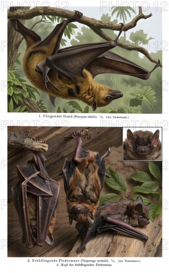 Display board hand-winged bats, historical illustration, digitally processed, animal world, animal kingdom, fauna, wild animal, mammal, bats, flying foxes (Pteropodidae), Common noctule (Nyctalus noctula)