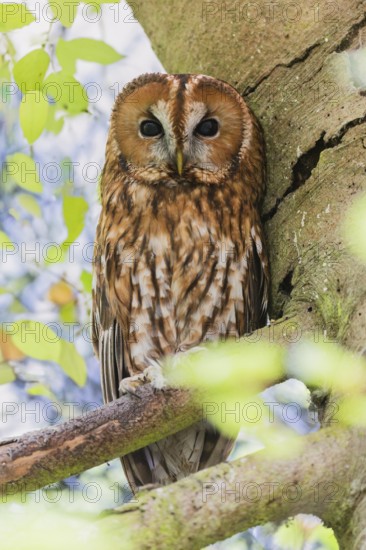 Tawny Owl (Strix aluco) perched on a branch, roosting during the daytime, Bavaria, Germany