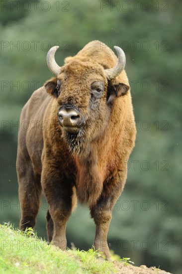 A bison stands in a meadow in front of a blurred forest background, bison (Bos bonasus), Germany