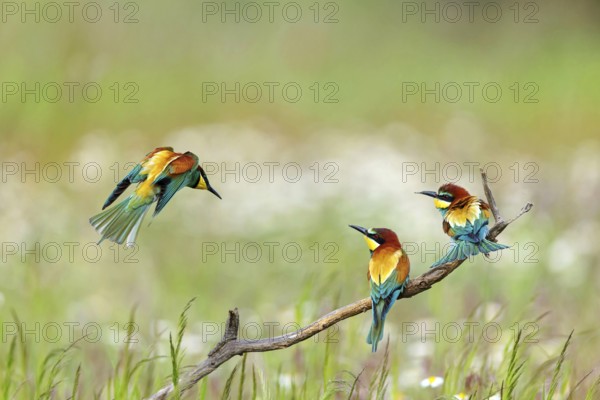 Bee-eater, (Merops apiaster), three animals, perch, Tiszaalpár, Kiskunsági National Park, Bács-Kiskun, Hungary