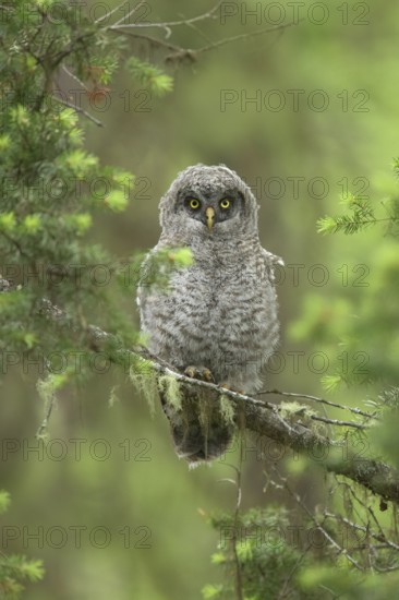 Great Grey Owl (Strix nebulosa) juvenile perched on a branch, British Columbia, Canada