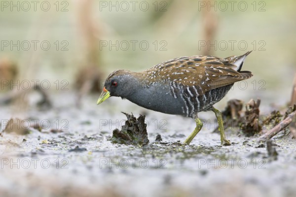 Australian Crake (Porzana fluminea) foraging, Victoria, Australia