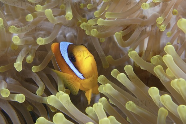 Red sea anemonefish (Amphiprion bicinctus)