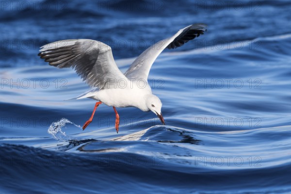 Indian Silverbill (Euodice malabarica) flying, Eilat, Israel