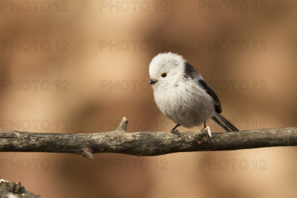 Long-tailed Tit (Aegithalos caudatus) perched on a branch, Bavaria, Germany