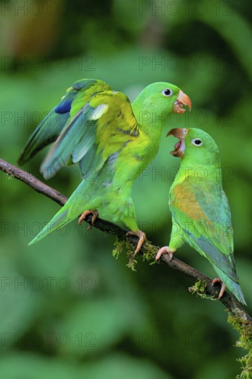 Two Orange-chinned Parakeets (Brotogeris jugularis) quarreling, Costa Rica