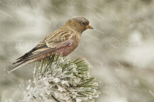 Brown-capped Rosy Finch (Leucosticte australis), New Mexico, USA