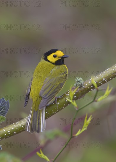 Hooded Warbler, male