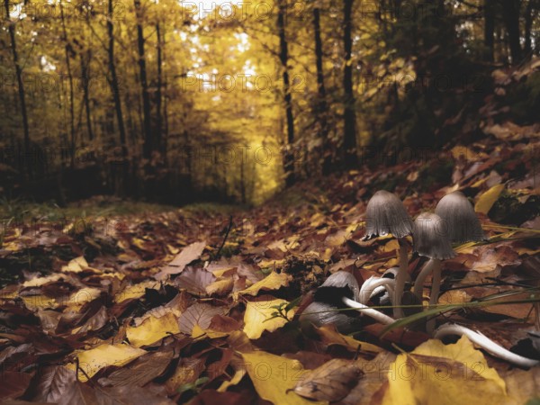 Autumn forest with colourful leaves and a few mushrooms, gypsophila (Coprinellus micaceus) on the edge of the path in soft light, romantic light, Franconian Forest nature park Park