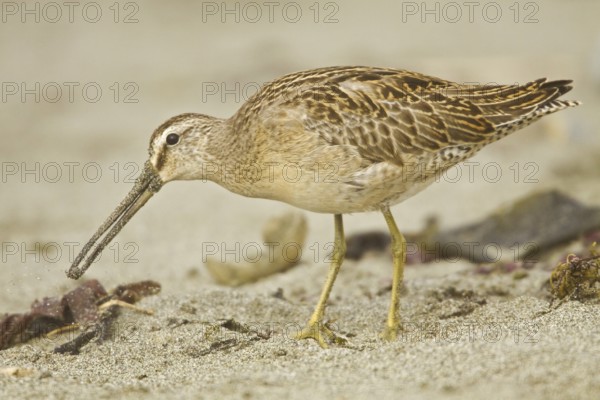 Short-billed Dowitcher (Limnodromus griseus), Washington, USA