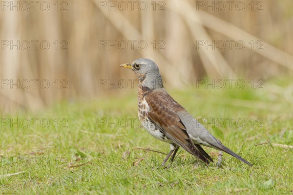 Fieldfare (Turdus pilaris) standing on green grass in spring meadow, alert and searching for food, Poland