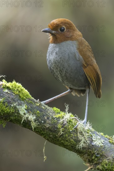 Bicolored Antpitta (Grallaria rufocinerea) perched on a branch in Colombia, South America