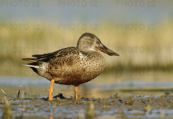 Northern Shoveler (Spatula clypeata) female, British Columbia, Canada
