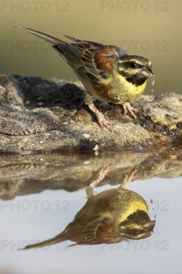 Cirl Bunting (Emberiza cirlus) male drinking, Castile and Leon, Spain