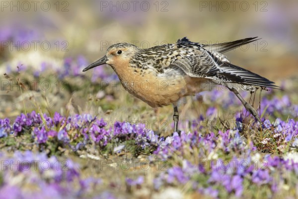 Red Knot (Calidris canutus), Alaska, USA