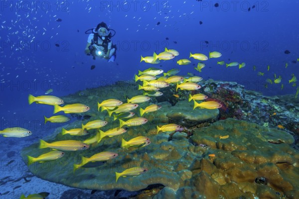 Underwater photo of diver swimming towards illuminated small shoal of Common Snapper (Lutjanus lutjanus), Indian Ocean, Andaman Sea, Phuket, Thailand