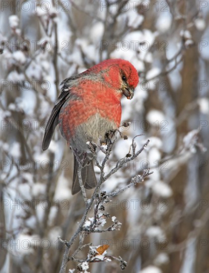 Pine Grosbeak (Pinicola enucleator) male, Saskatchewan, Canada