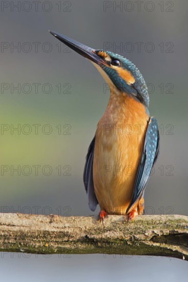 Common Kingfisher (Alcedo atthis) male, Saxony-Anhalt, Germany