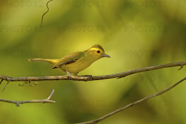 Golden Vireo Vireo hypochryseus hypochryseus El Tuito, Jalisco, Mexico 10 June Adult Vireonidae