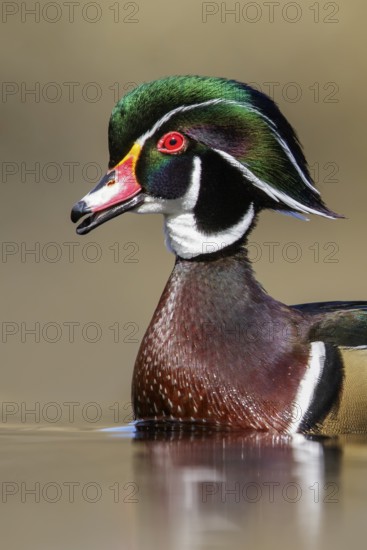 Wood Duck (Aix sponsa) swimming in a pond in Victoria, BC, Canada