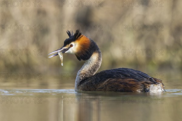 Great Crested Grebe (Podiceps cristatus) with fish prey in its beak, North Rhine-Westphalia, Germany