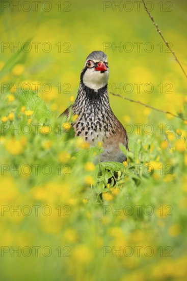 A striking red-legged partridge stands alert amidst a meadow of vivid yellow wildflowers, creating a captivating display of nature's beauty and vibrant colors
