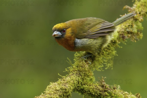 Prong-billed Barbet (Semnornis frantzii) perched on a branch in Costa Rica