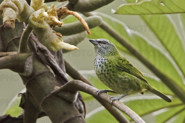 Spotted Tanager (Tangara punctata), Ecuador
