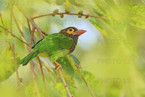 Exotic bird from Sri Lanka. Brown-headed Barbet, Megalaima zeylanica, perched on branch. Bird in the beautiful habitat. Barbet from Sri Lanka, wildlife from Asia. Barbet in wild nature