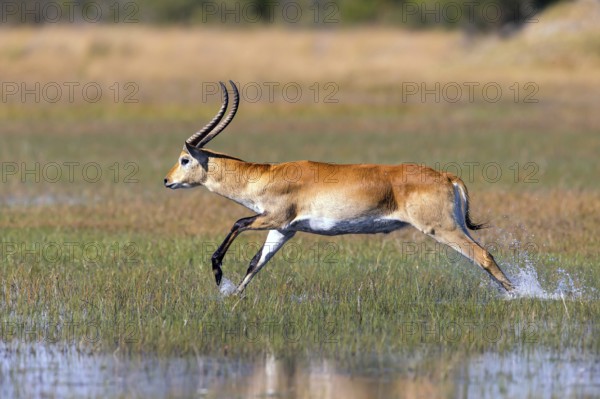 Red hartebeest, Africa, Botswana, (Kobus leche), Okovango Delta