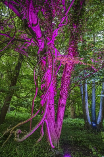 Botanical night, illuminated trees, Botanical Garden, Lichterfelde, Steglitz-Zehlendorf, Berlin, Germany