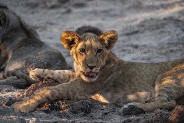 Cub, lion (Panthera leo) lying, Savuti, Chobe National Park, Botswana