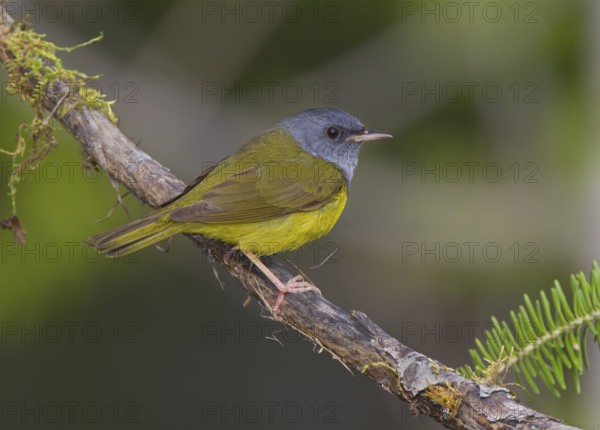 Canada, Manitoba, June