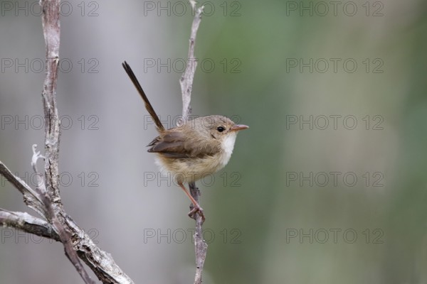 Red-backed Fairywren (Malurus melanocephalus) female perched on a branch, Queensland, Australia