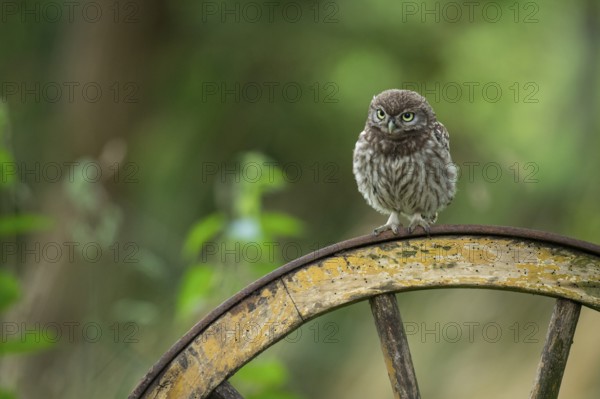Little owl (Athene noctua), Vechta, Lower Saxony, Germany