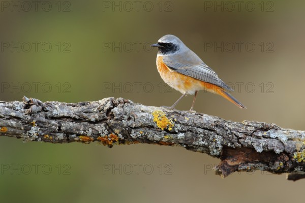 Common Redstart (Phoenicurus phoenicurus) male, Andalusia, Spain