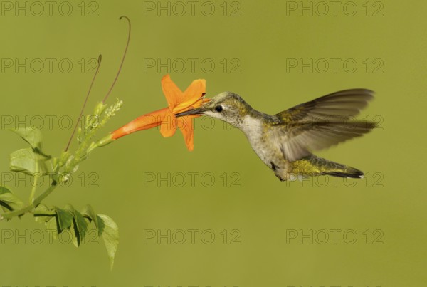 Ruby-throated Hummingbird (Archilochus colubris), Texas, USA