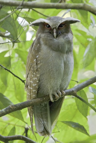 Crested Owl (Lophostrix cristata), Ecuador
