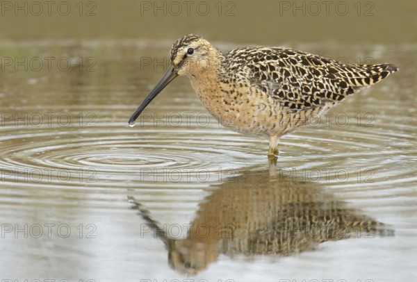 Short-billed Dowitcher (Limnodromus griseus), Manitoba, Canada